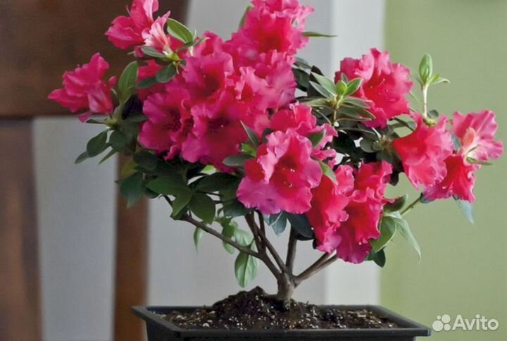 Рододендроны Азалия