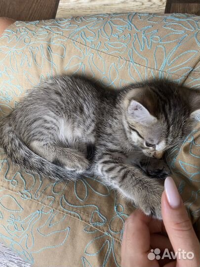 Котенок девочка