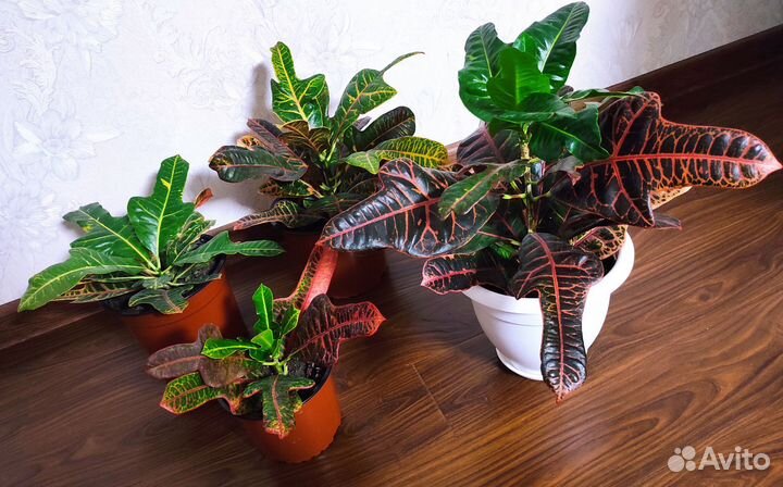 Кодиеум кротон