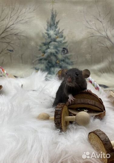 Крысята девочки и мальчики