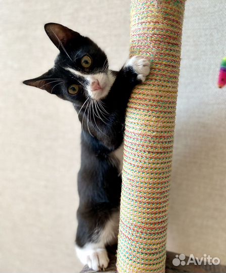 Ласковый котенок ищет дом