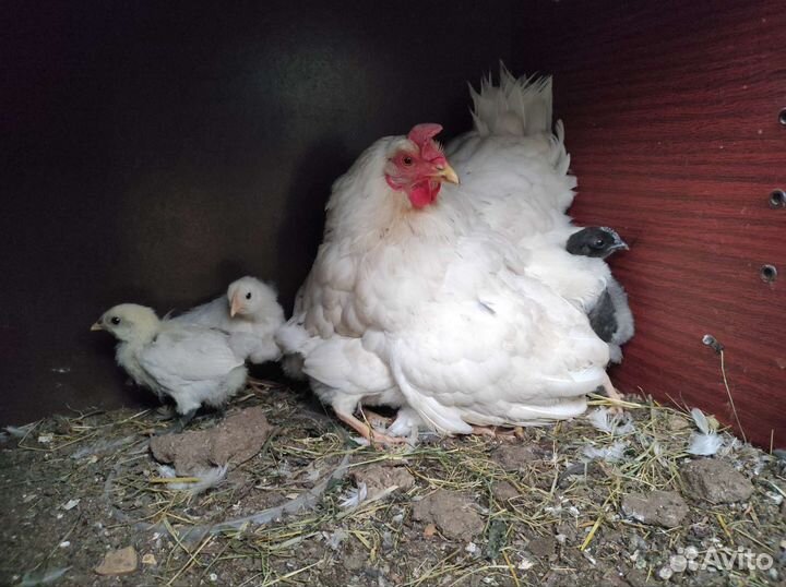 Молодые петушки