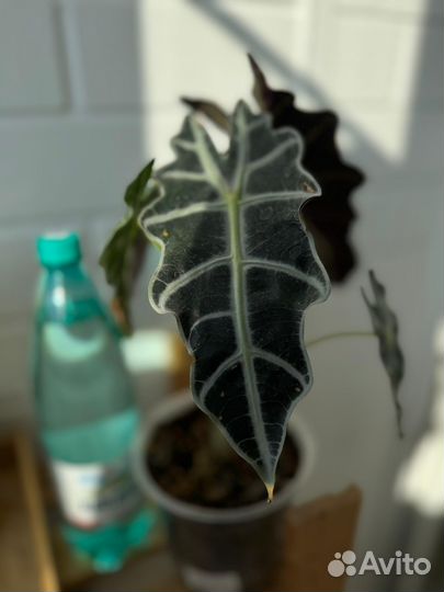 Алоказия полли