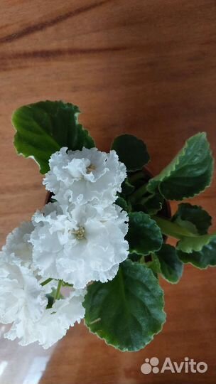 Фиалки цветущие в горшке