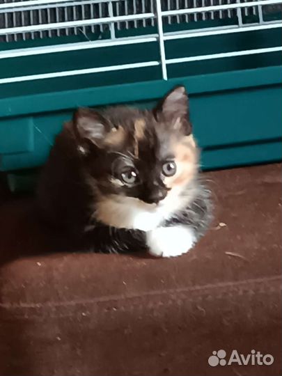 Кошка в дар бесплатно