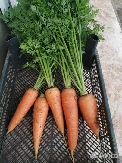 Свекла, Картофель, Чеснок, Морковь