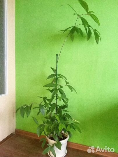 Драцена суркулоза - высота 1,4 м