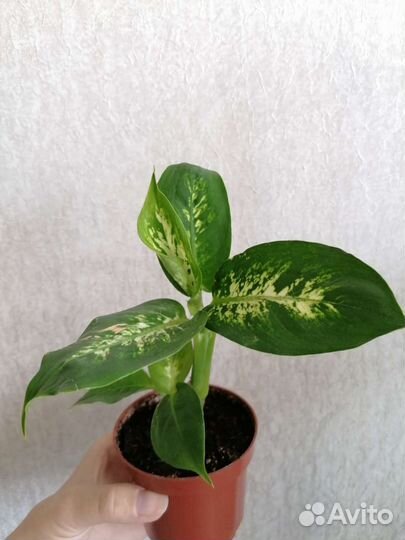 Драцена, гибискус, диффенбахия и др