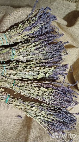 Шалфей дубравный