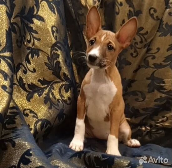 Щенки басенджи