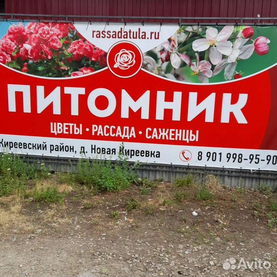 Цветочная и овощная рассада, розы, саженцы