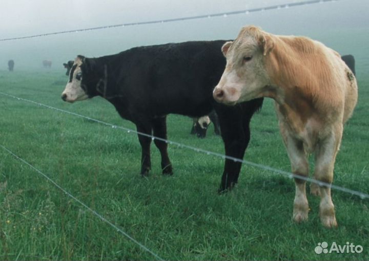 Электропастух (полный комплект)