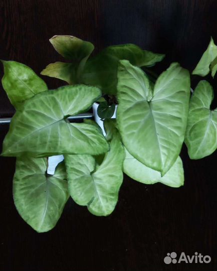 Спатифиллум, сингониум,замиокулькас,драцена,манки