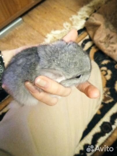 Шиншилла девочка