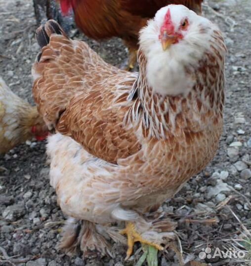 Яйцо Фавероль лососевая