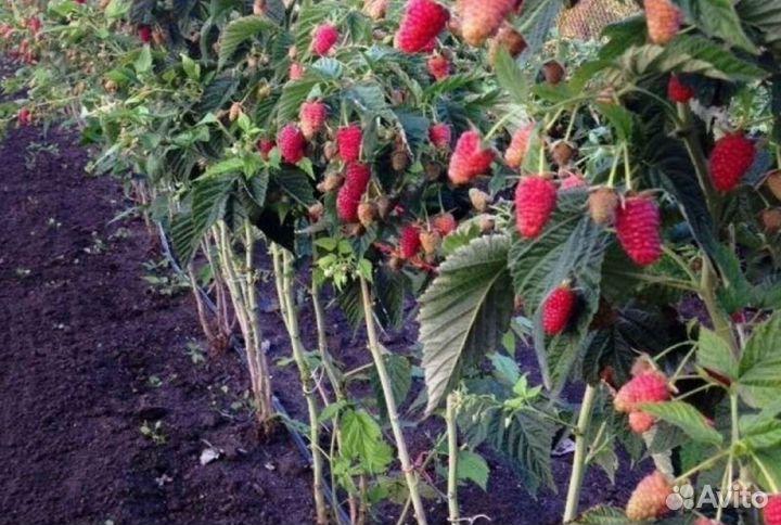 Ремонтантная малина