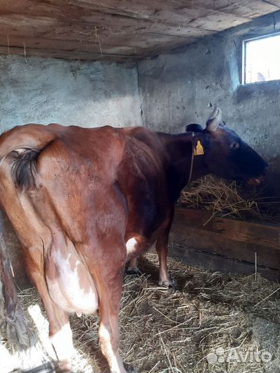 Дойные коровы