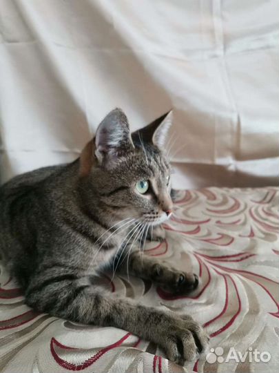 Кошечка очень ищет дом