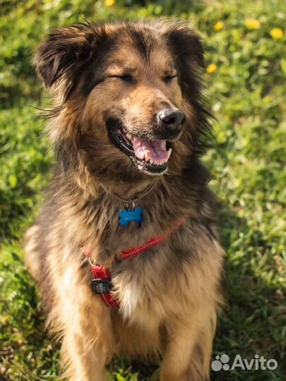 Собака Маня в добрые руки