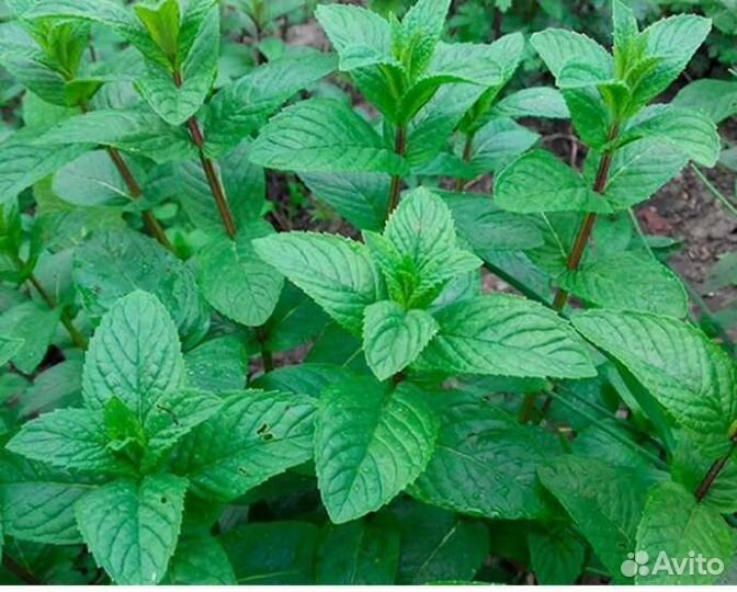 Эстрагон тархун