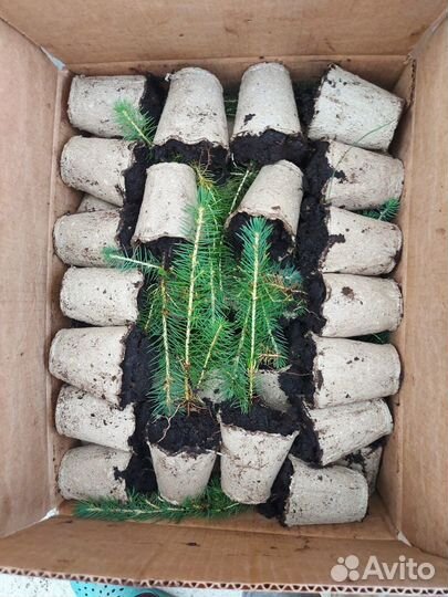 Саженцы сосны обыкновенной зкс