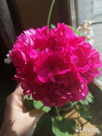 Пеларгония герань