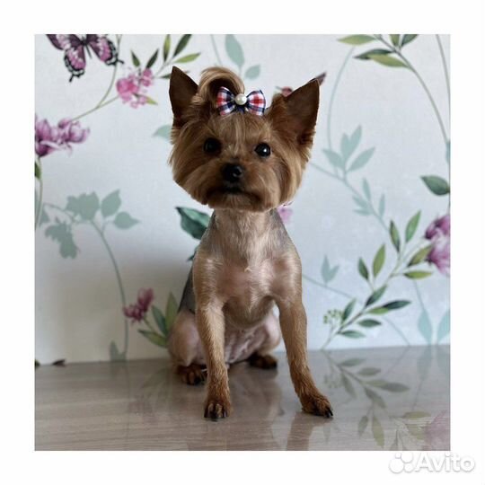 Стрижка кошек, груминг с выездом на дом