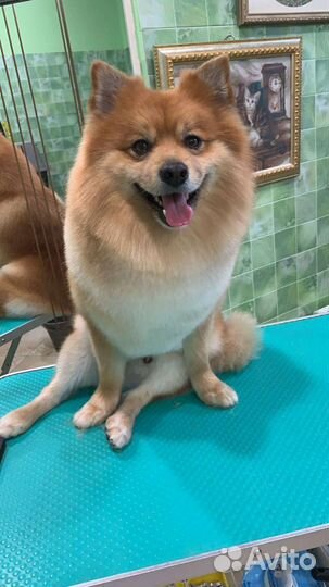 Вязка Средний шпиц