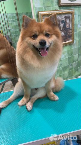 Вязка Средний шпиц