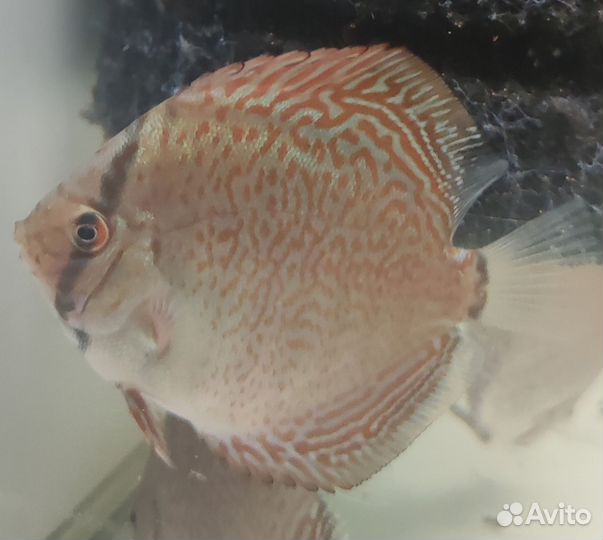 Пантера дискус