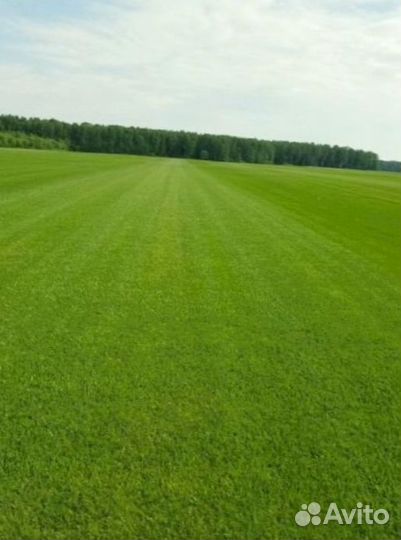 Рулонный газон 