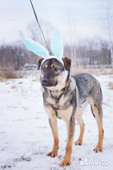 Предательски вернули как ненужную вещь