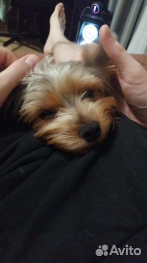 Вязка собак йорк