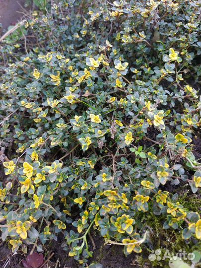 Мята сортовая и пряные травы