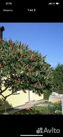 Сумах метровый