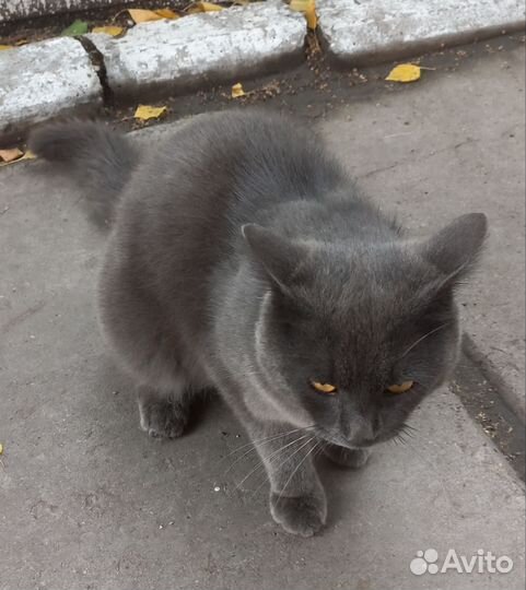 Кот британец