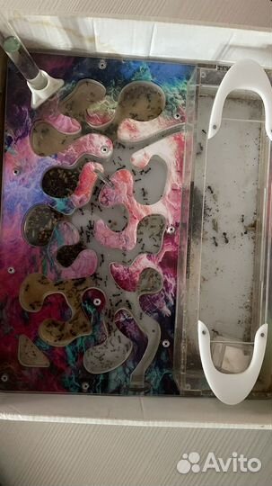 Муравьиная ферма с муравьями + все что нужно