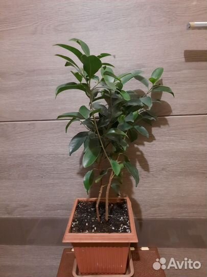 Фикус бенджамина большой