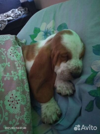 Щенки бассет хаунд