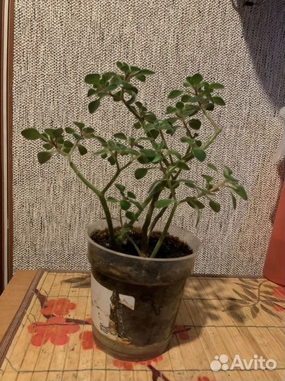 Цветочек Аихризон (Деревце любви)