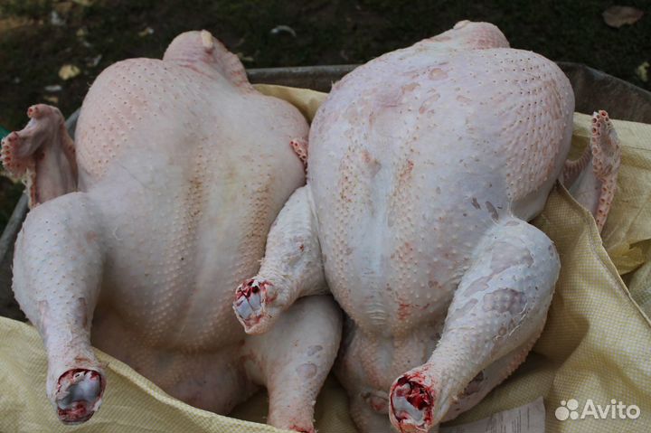 Индюшата тяжелые кроссы подрощенные