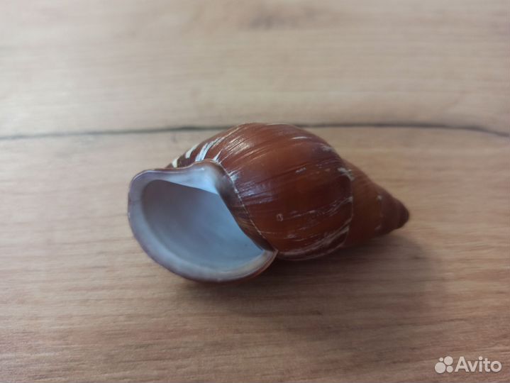 Морская раковина