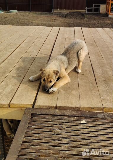 Щенки в добрые руки