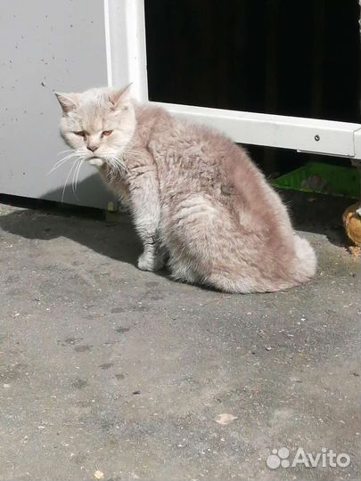 Кошка в дар бесплатно