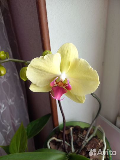 Орхидея желтая