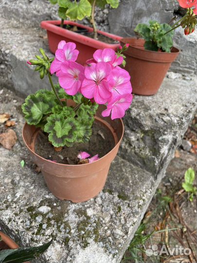 Пеларгония герань