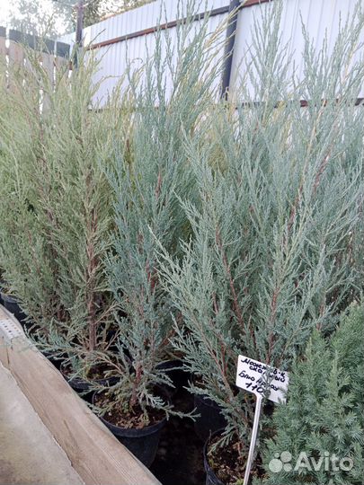 Можжевельник скальный Блю Арроу