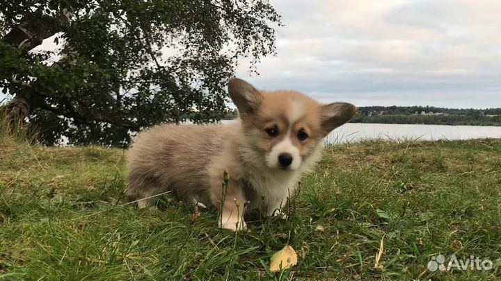 Щенки вельш корги