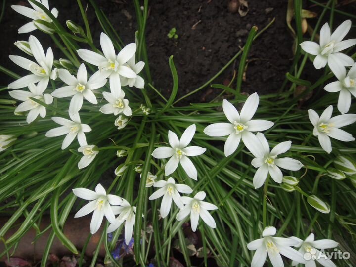 Флоксы, тюльпаны, птицемлечник