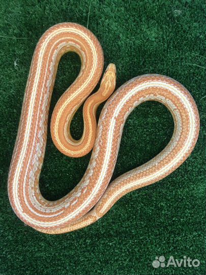 Аренда экзотических животных